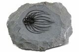 Rare, Spiny Heliopeltis Trilobite - Top Quality Example #347767-3
